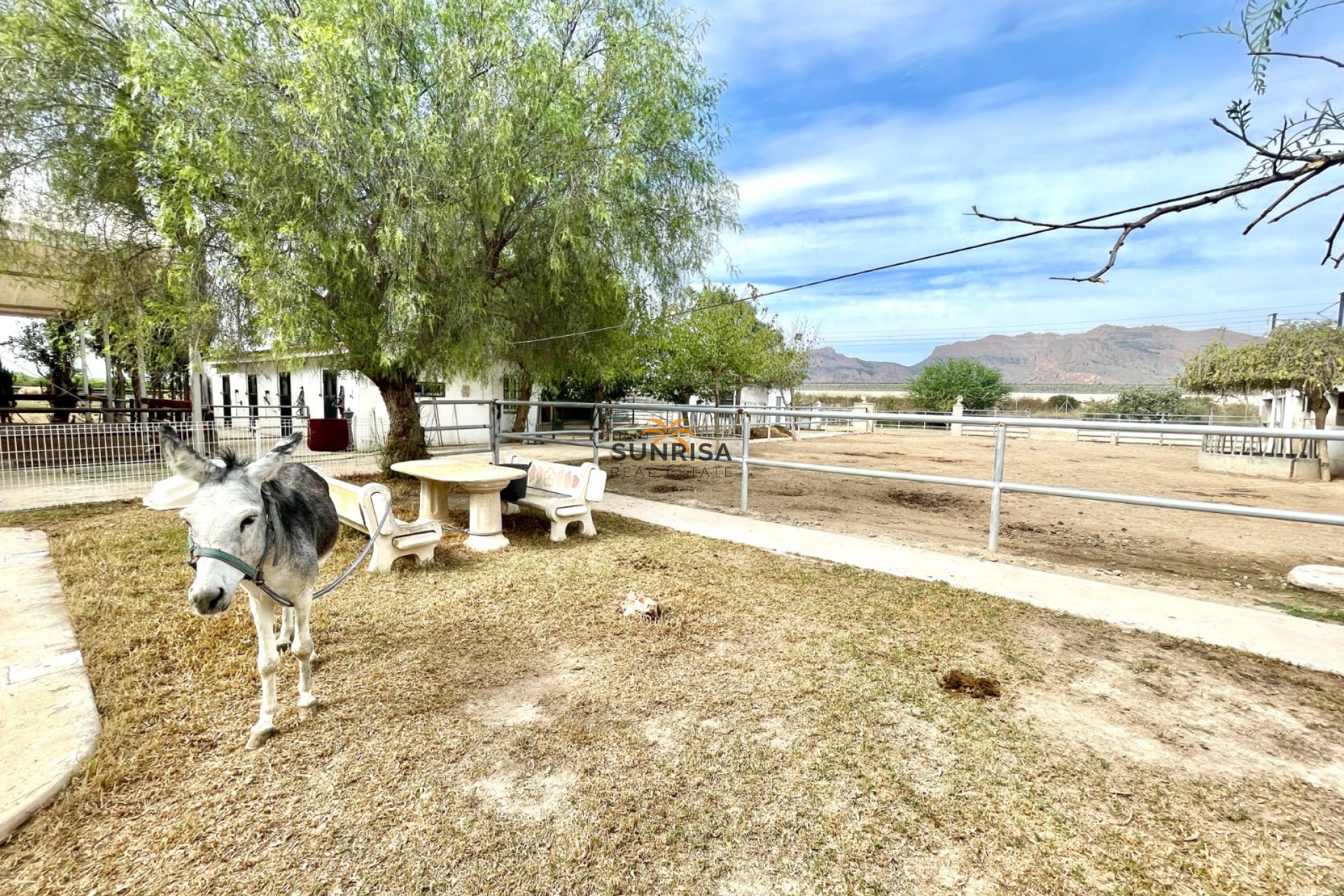 Revente - Finca - Orihuela