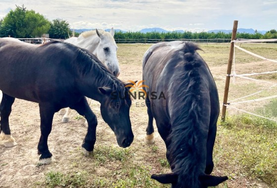 Finca · Revente - Orihuela · Alicante · Espagne