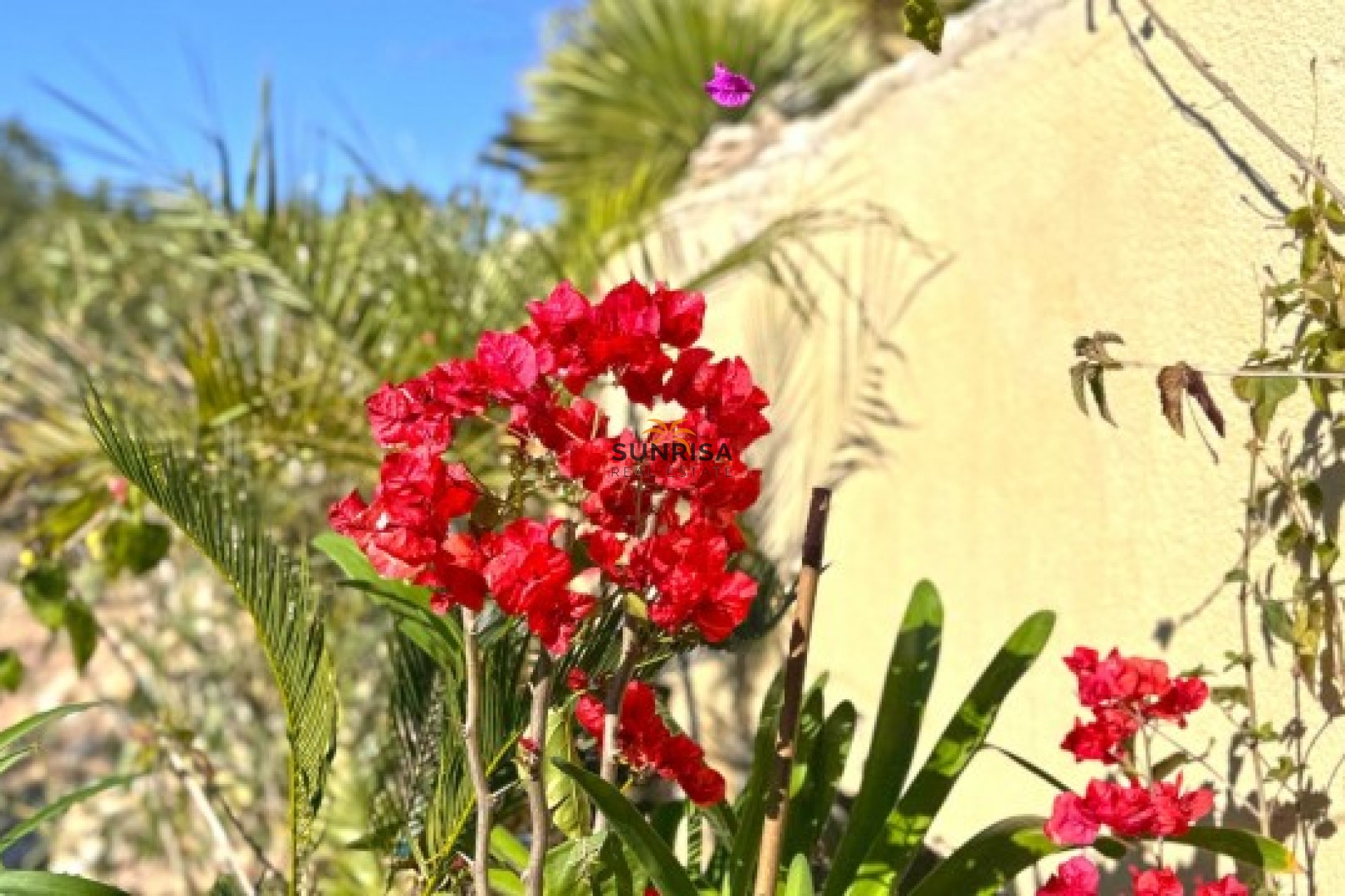 Resale - Semi-detached house - Campoamor