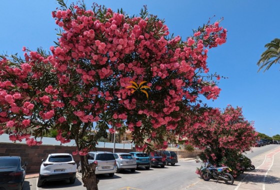 Appartement · Herverkoop - Cabo Roig · Alicante · Spanje