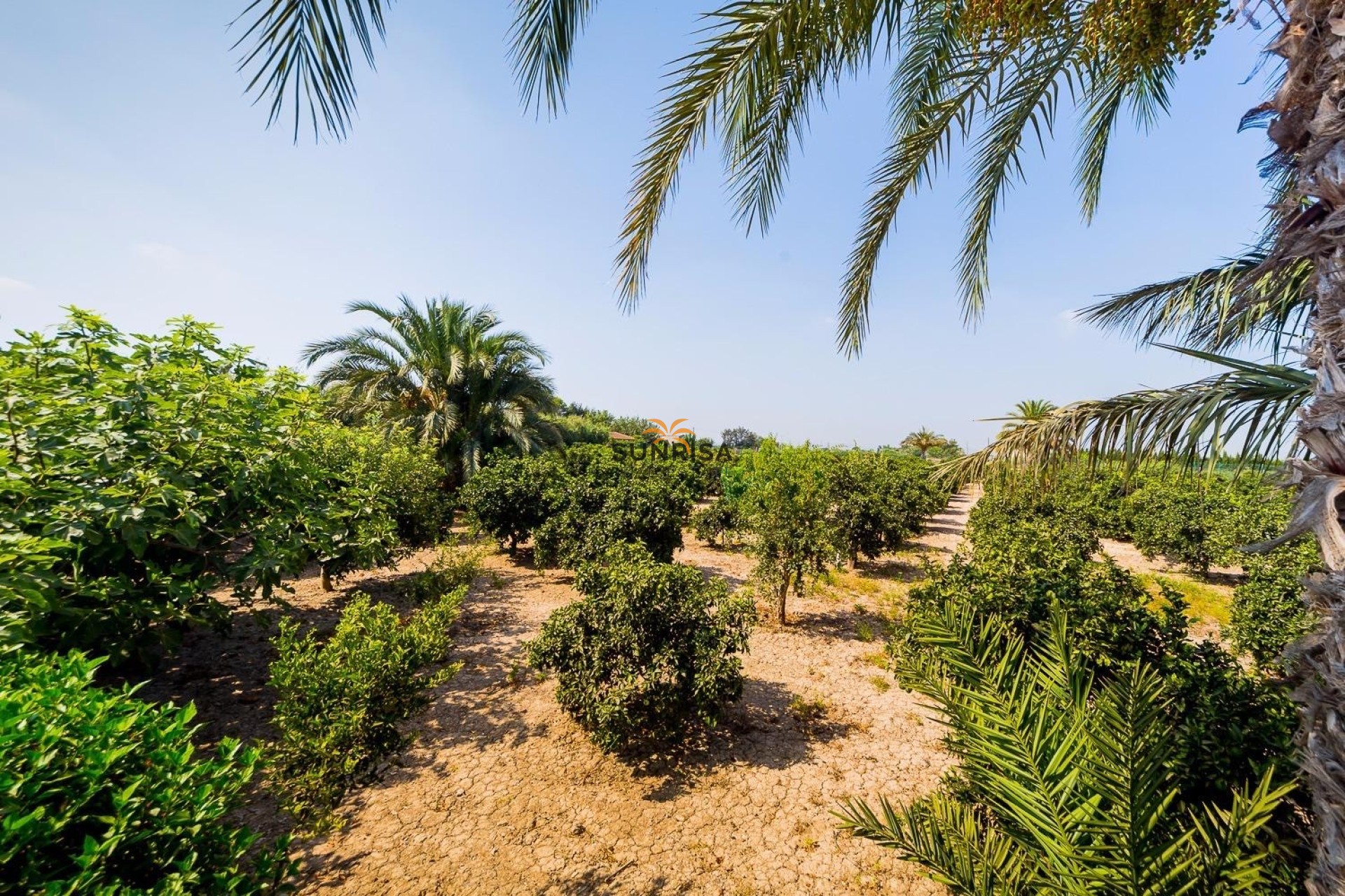 Revente - Finca - Almoradí