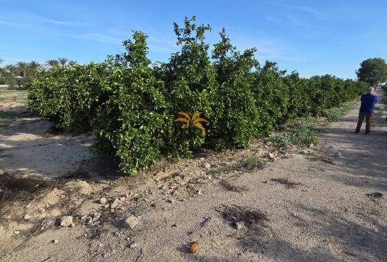 Casa de campo · Reventa - Albatera · Alicante · España