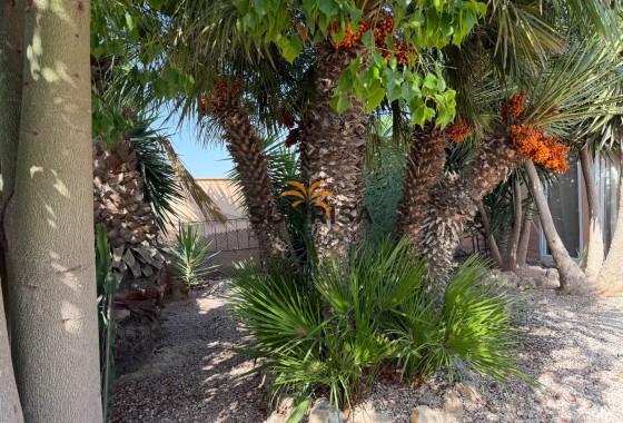 Finca · Revente - Elche Pedanías · La Marina · Alicante · Espagne