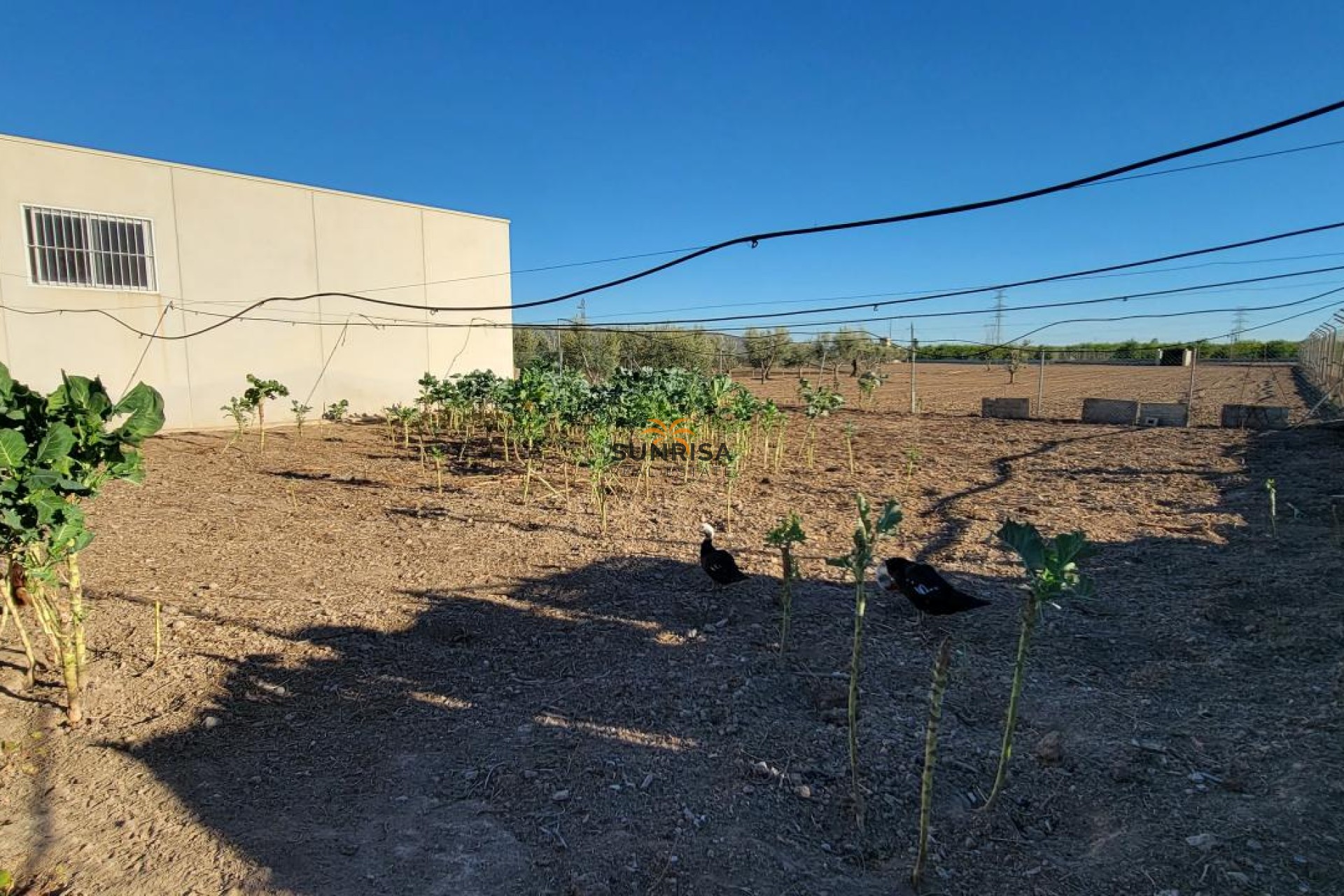 Resale - Finca - San Miguel de Salinas