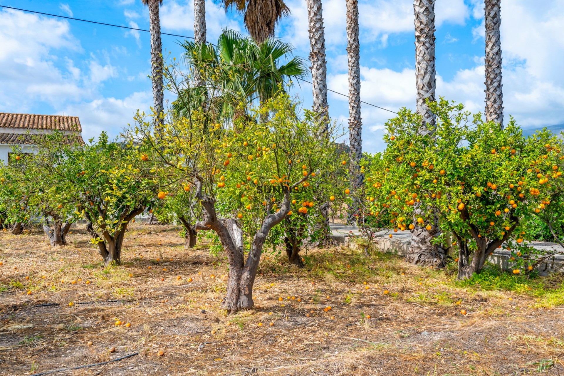 Reventa - Finca - La Nucía