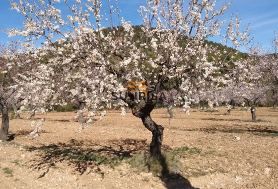 Country house · Resale - Bullas · Murcia / Costa Calida · Spain