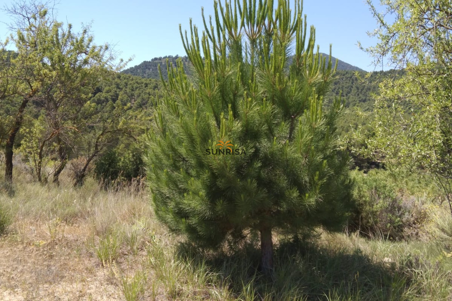 Resale - Country house - Bullas